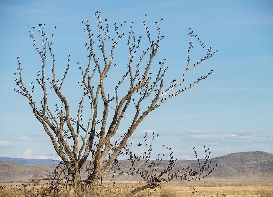 Blackbird Tree Photograph by Loree Johnson