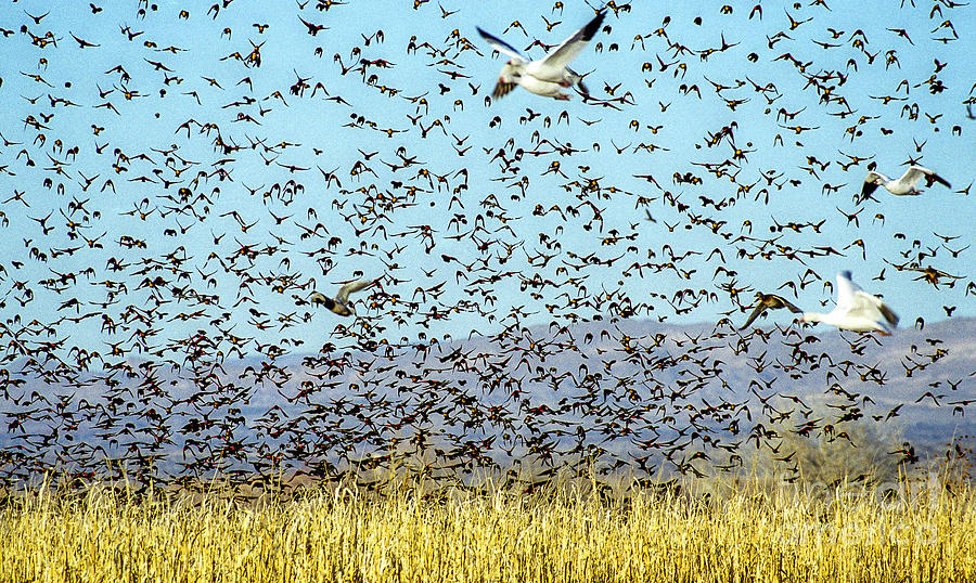 Blackbirds and Geese Photograph by Steven Ralser