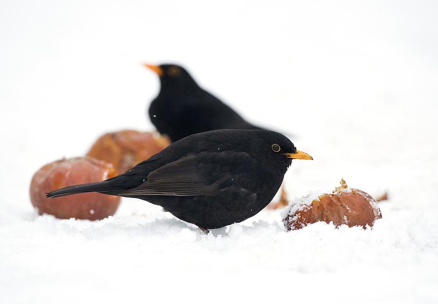 Blackbirds Feeding On Apples Photograph by John Devries/science Photo ...