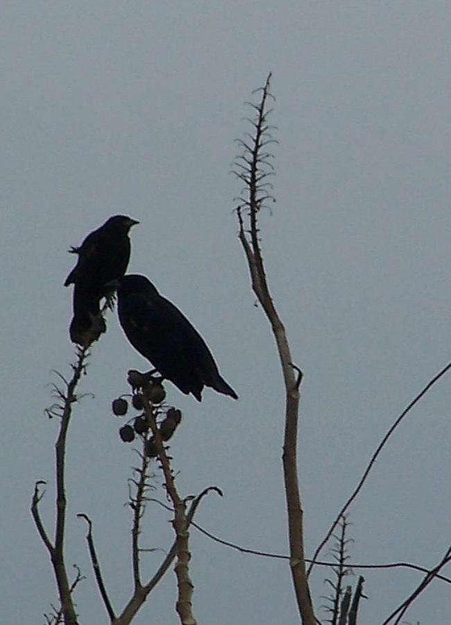 Blackbirds Photograph by Jennifer Robin