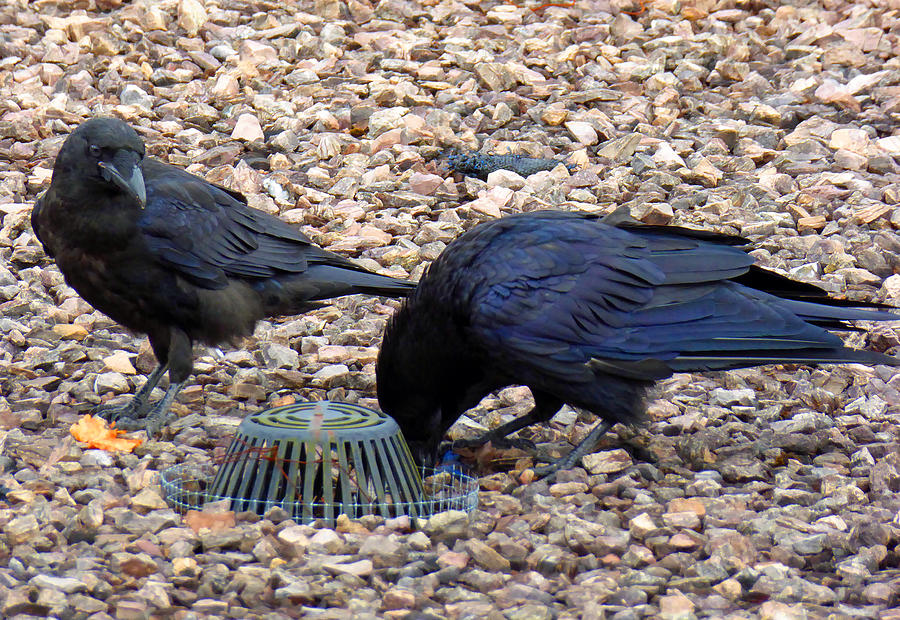 Blackbirds Photograph by Laurie Tsemak