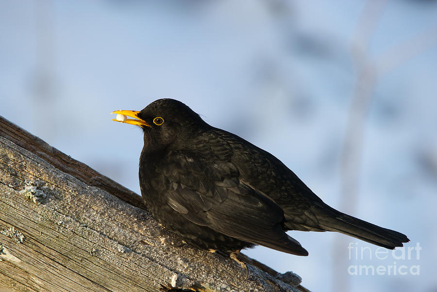 Blackbirds peanut  Photograph by Torbjorn Swenelius