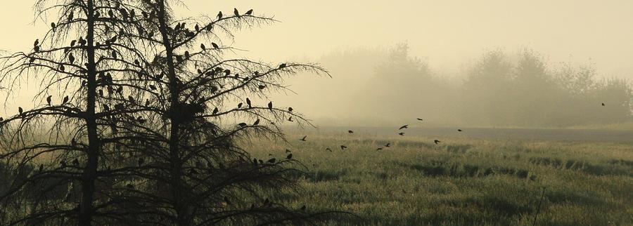 Blackbirds singing in the morning fog Photograph by Ellery Russell
