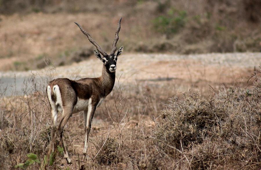 Blackbuck - Antelope Photograph by Ramabhadran Thirupattur
