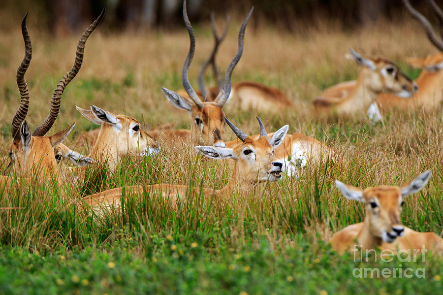 Blackbuck young males and females in the grass Photograph by Louise Heusinkveld
