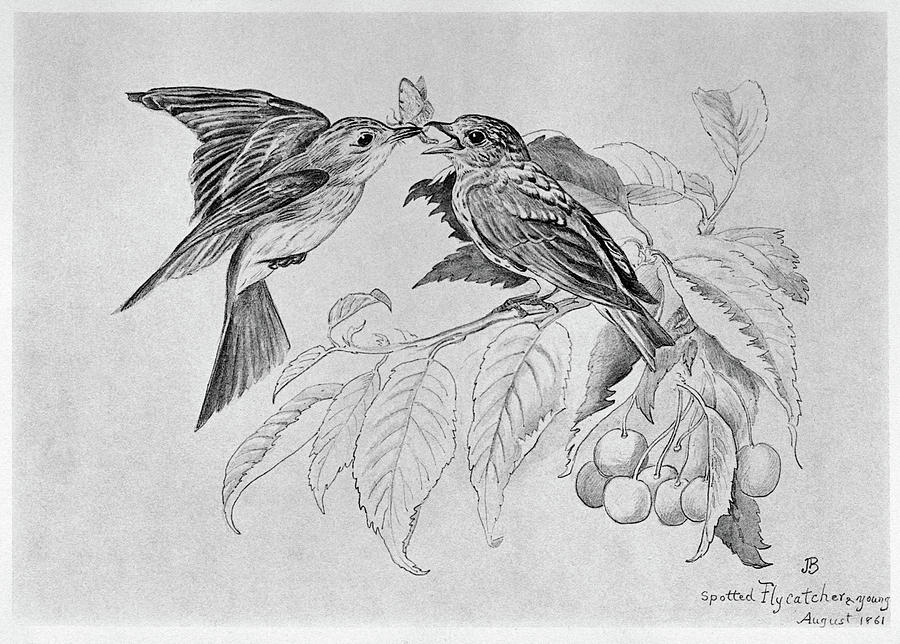 Blackburn Birds, 1861 Drawing by Granger