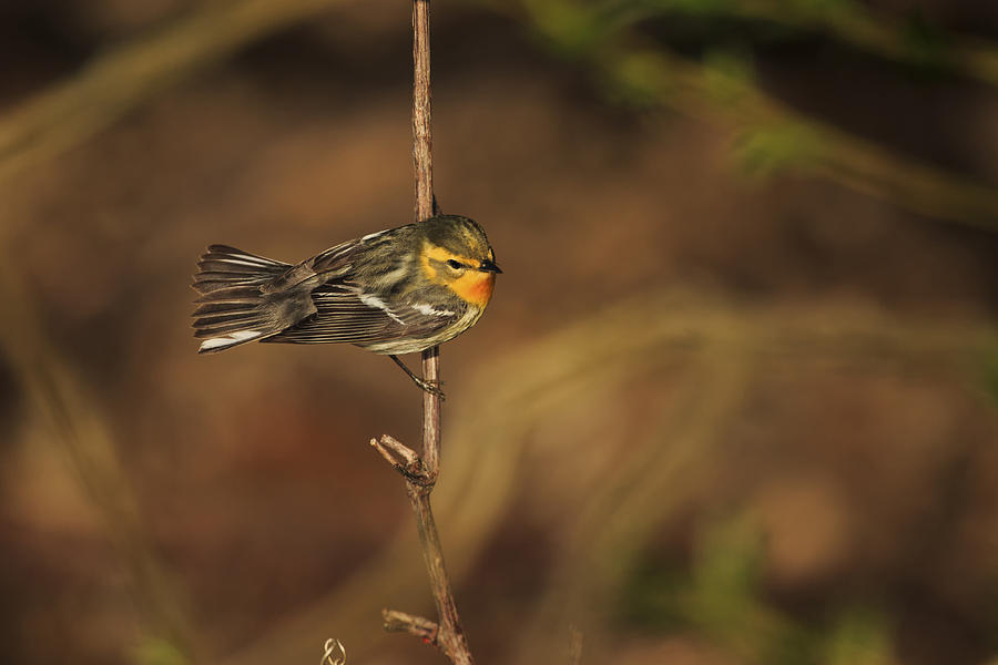Wildlife Photograph - Blackburnian Warbler 2 by Gary Hall