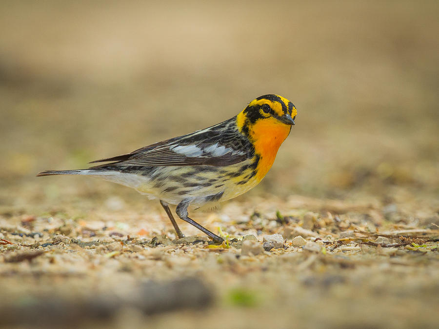 Bird Photograph - Blackburnian Warbler by Chris Hurst