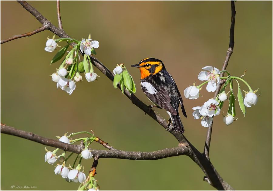 Warbler Photograph - Blackburnian Warbler by Daniel Behm