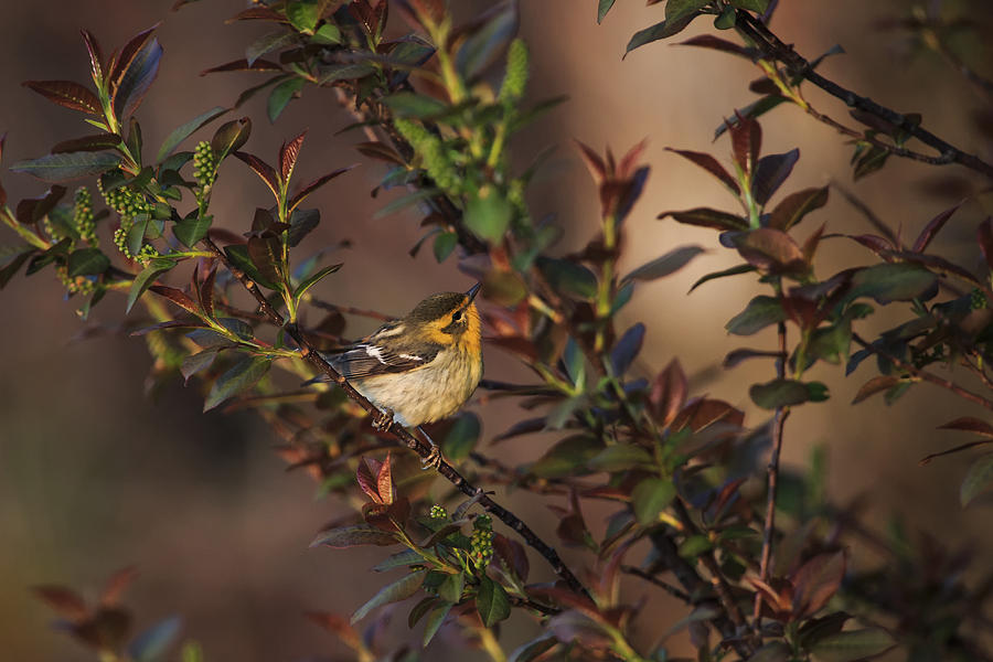 Wildlife Photograph - Blackburnian Warbler by Gary Hall