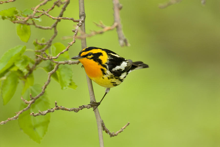 Blackburnian Warbler Photograph by Thomas And Pat Leeson