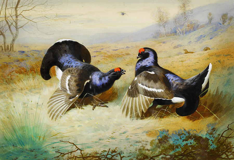 Nature Painting - Blackcocks at the Lek by Celestial Images