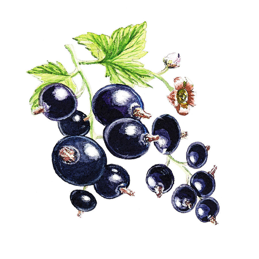 Blackcurrant Berries  Painting by Irina Sztukowski