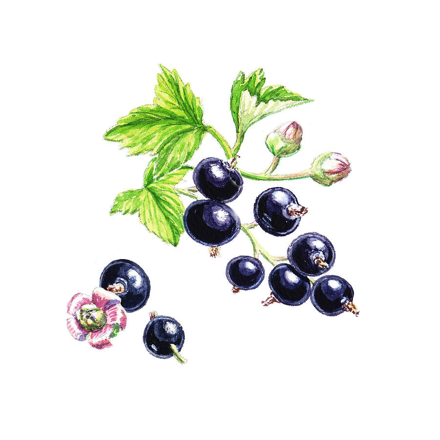 Fruit Painting - Blackcurrant Botanical Study by Irina Sztukowski