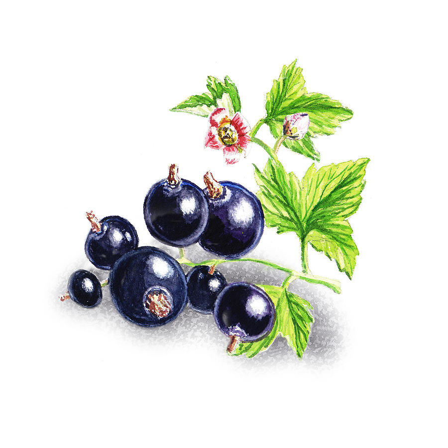Blackcurrant With Leaves And Flowers Painting