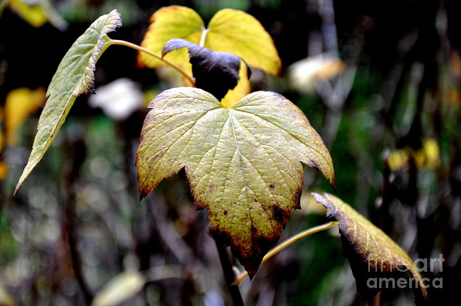 Blackcurrants Leaves In Fall Photograph by Tatyana Searcy