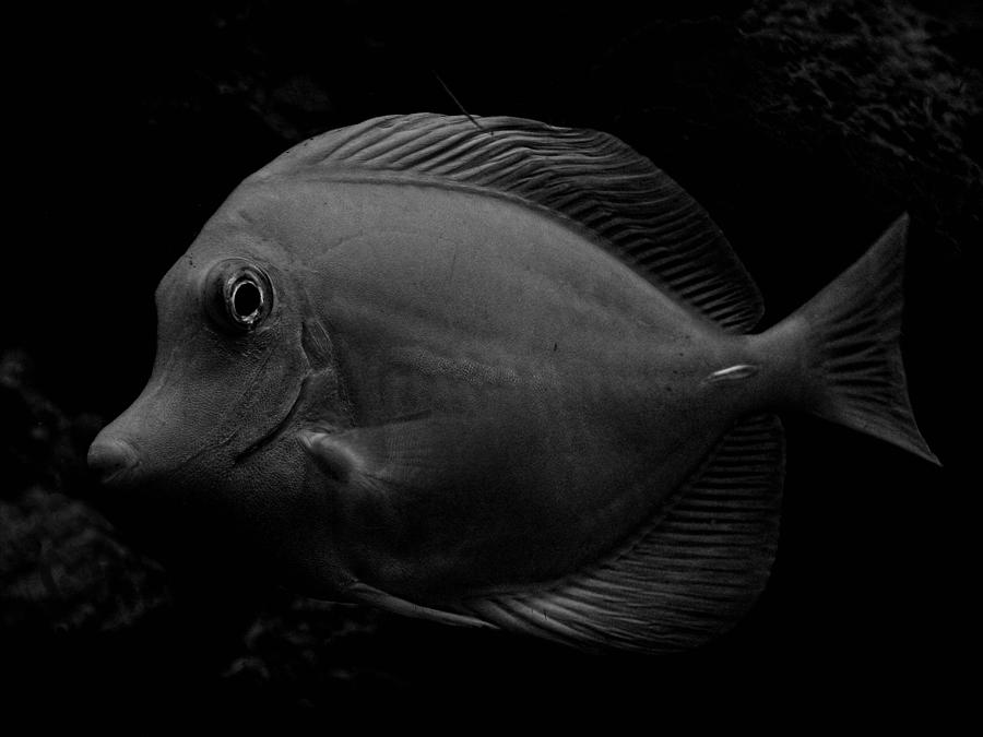 Blackened Fish Photograph by Wendy J St Christopher