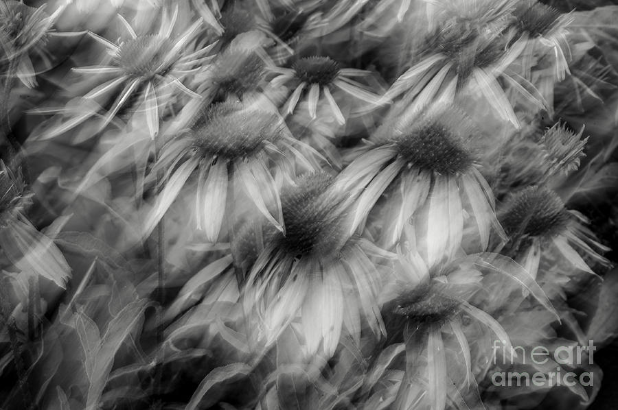 Black And White Photograph - Blackened Flowers by Brent Morales