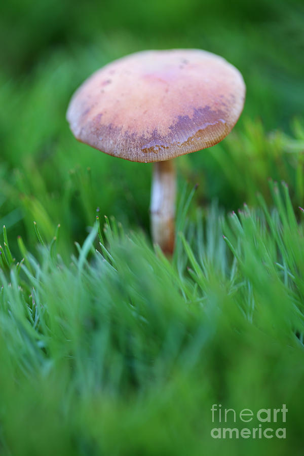 Blackening Wax Cap Mushroom Photograph by Neil Overy - Fine Art America