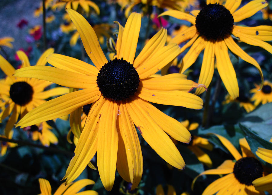 Blackeyed Susan Abstract Photograph by Mary Bedy