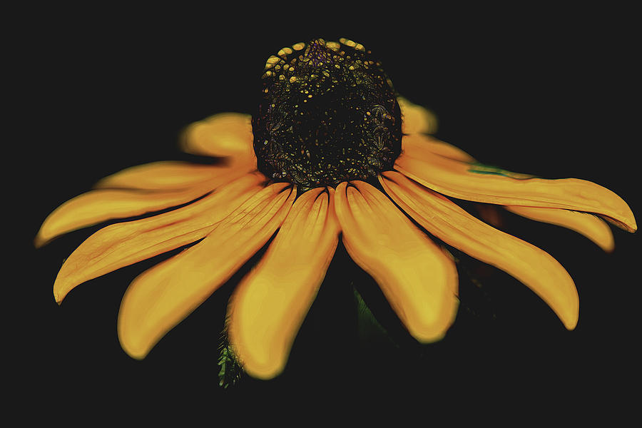 Flowers Still Life Photograph - Blackeyed Susan by Griffeys Sunshine Photography