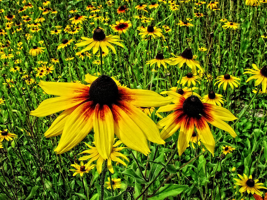 Blackeyed Susans... Photograph by Mike Martin