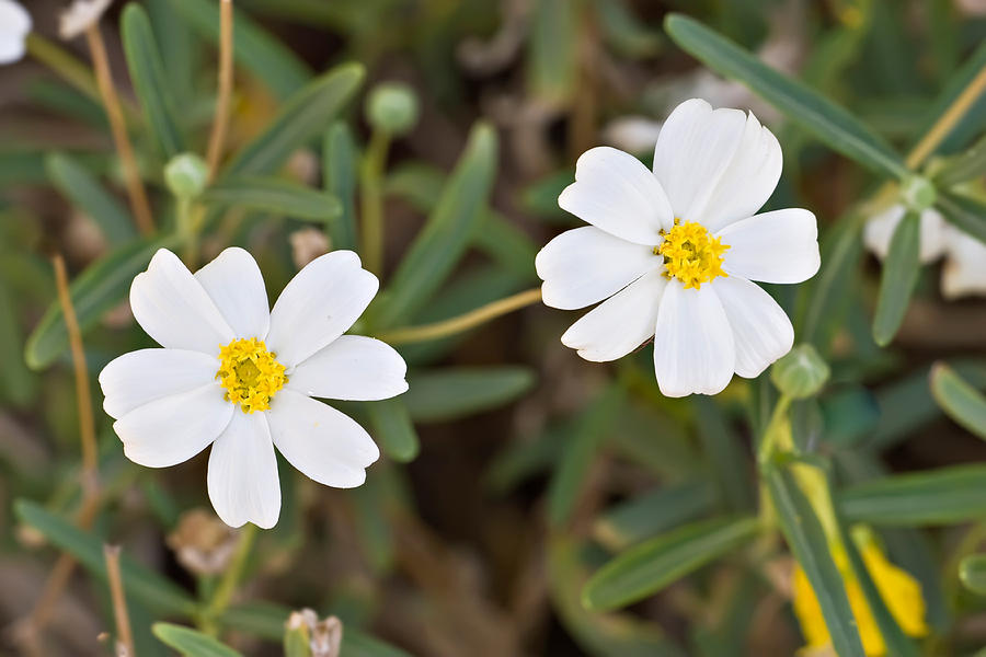 Blackfoot Daisy Photograph by Hal Horwitz Blackfoot Daisy Photograph by Hal Horwitz