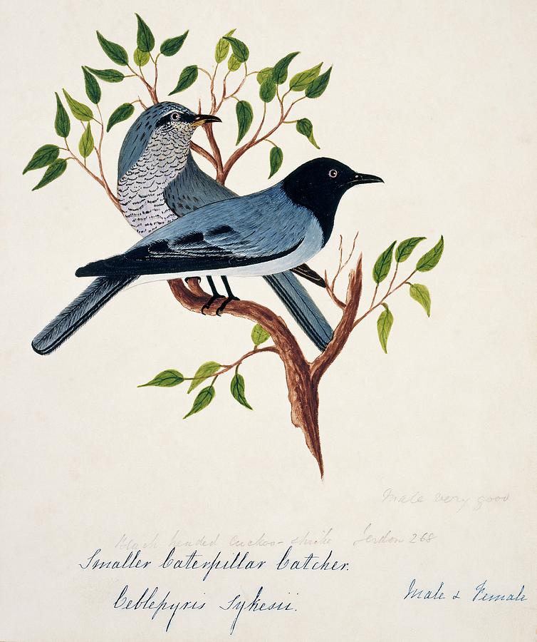 Blackheaded Cuckoo-shrike Male And Female Photograph by Natural History Museum, London/science Photo Library