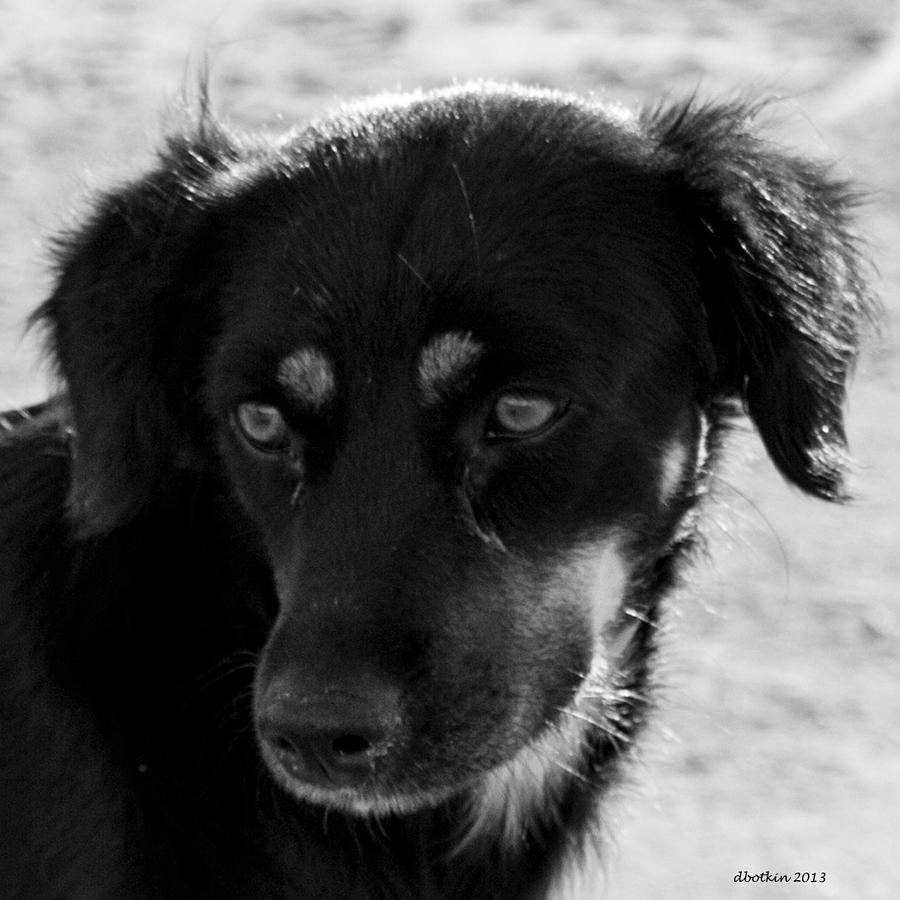 Blackie Photograph by Dick Botkin