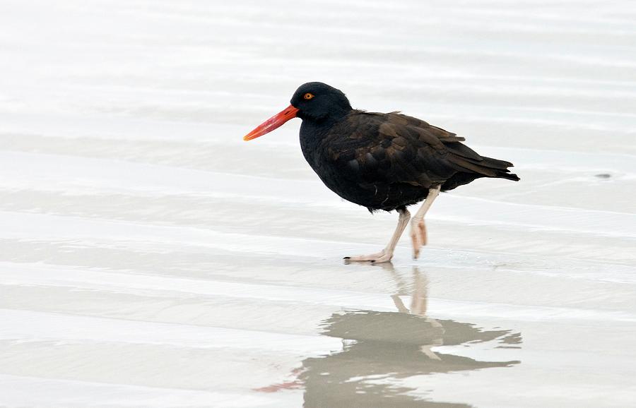 Nature Photograph - Blackish Oystercatcher by Steve Allen/science Photo Library