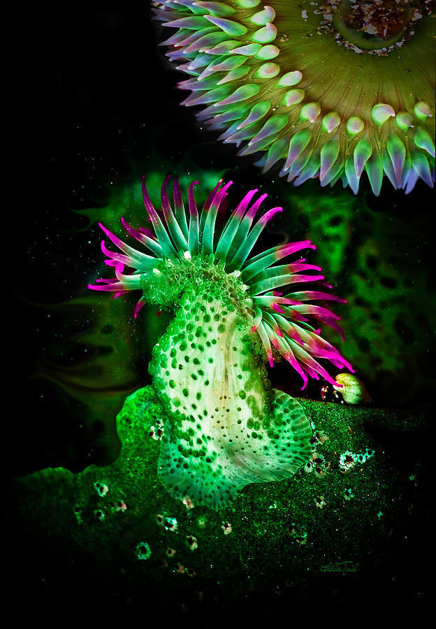 Blacklight Anemones Photograph by Adria Trail