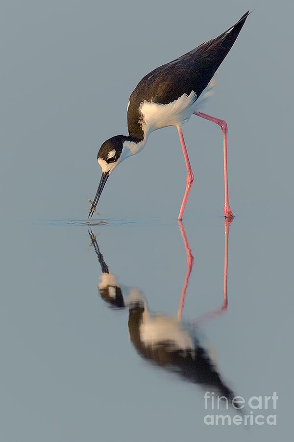Blacknecked Stilt with Reflection Photograph by Jerry Fornarotto