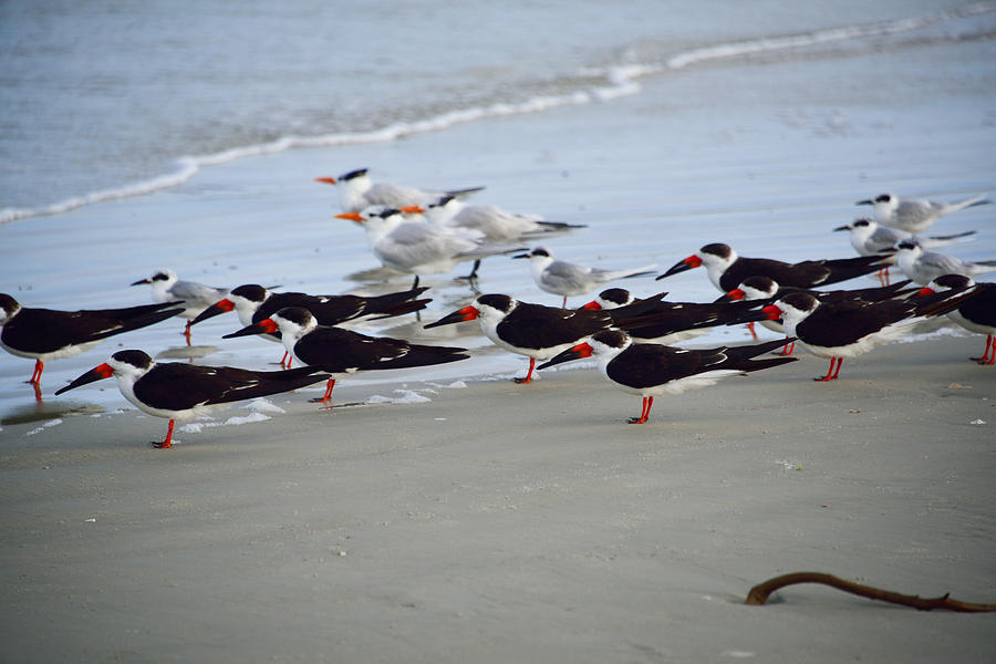 Black Skimmers Photograph