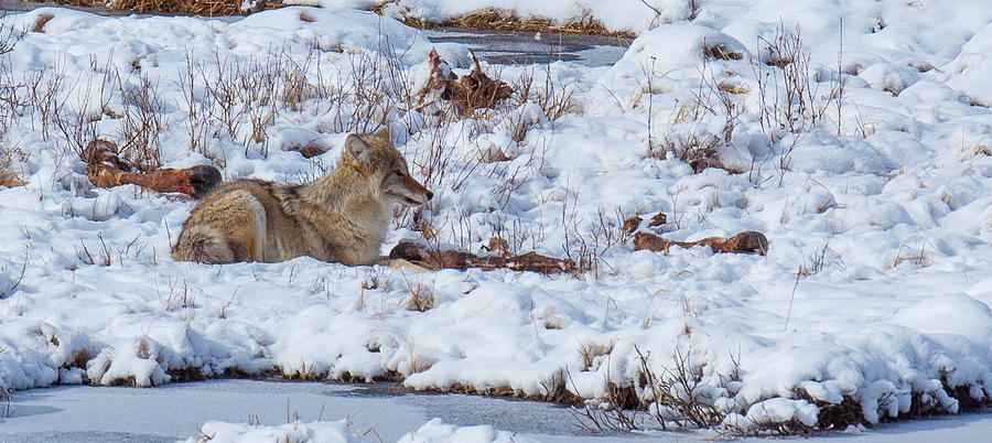 Blacktail Coyote Photograph by Kevin Dietrich