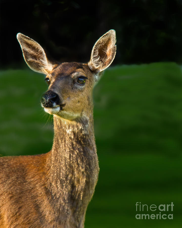Deer Photograph - Blacktail Doe by Robert Bales