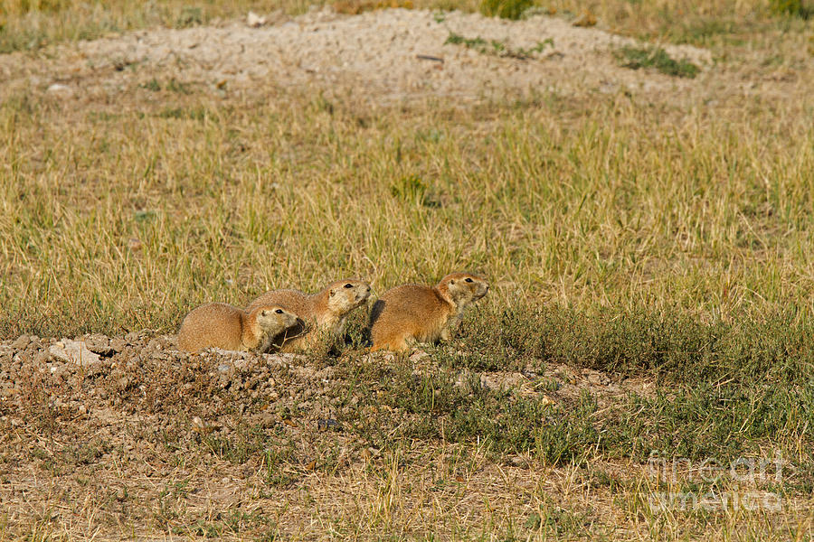 Blacktail Prairie Dogs in Roberts Prairie Dog Town Photograph by Fred Stearns