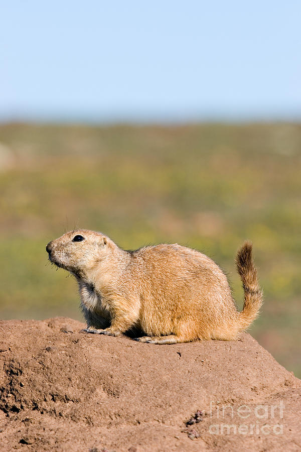 Blacktailed Prairie Dog Photograph by Gregory G. Dimijian, M.D.