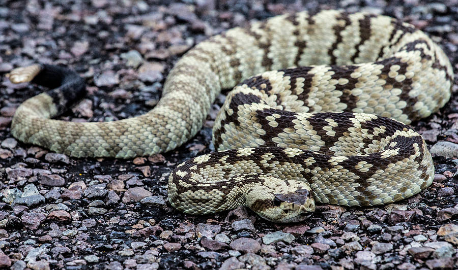 Blacktailed Rattlesnake Photograph