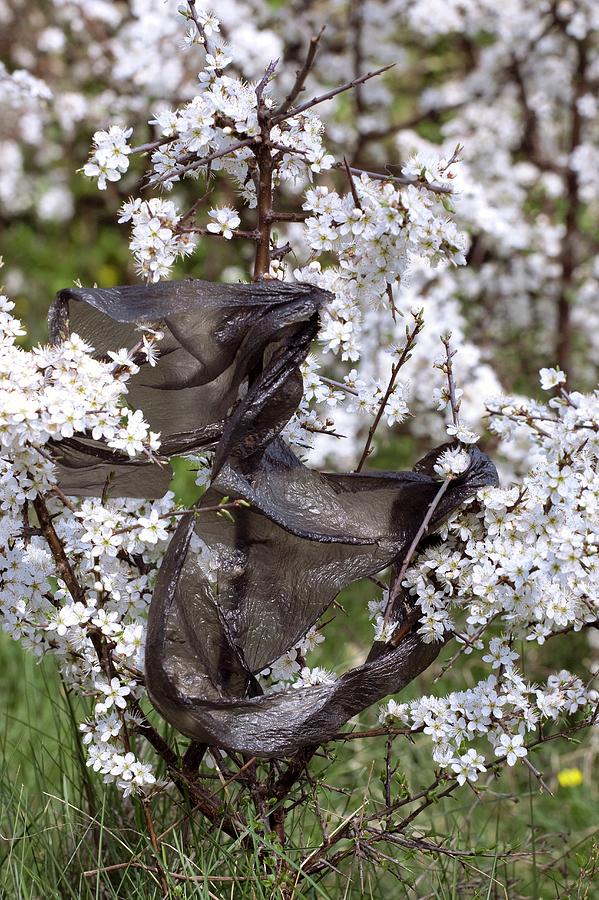 Blackthorn And Plastic Bag Photograph by David Woodfall Images/science Photo Library