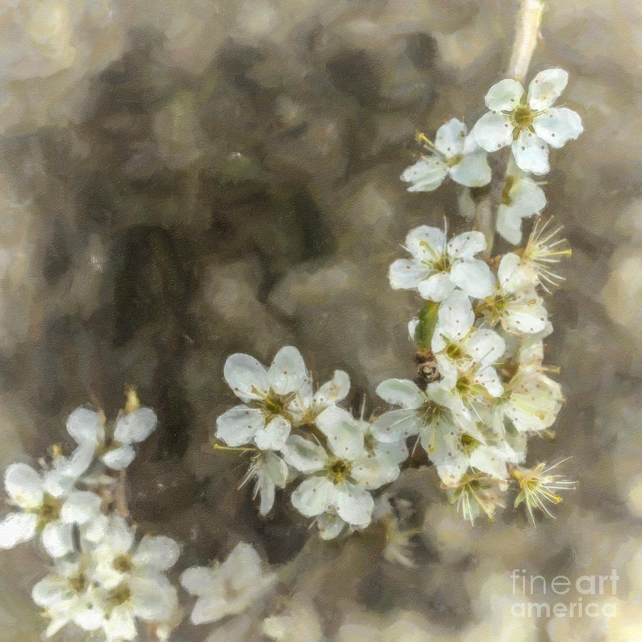 Blackthorn blossom Digital Art by Liz Leyden