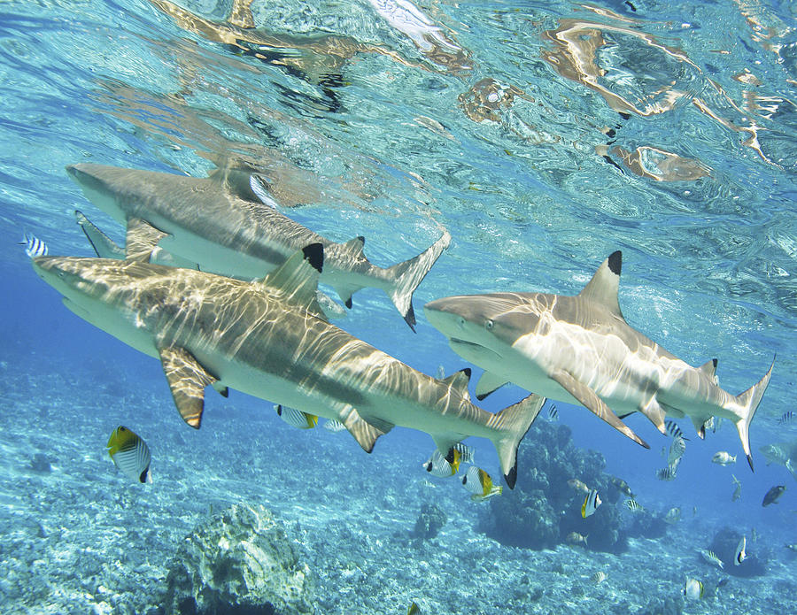 Blacktip reef shark Photograph by M Swiet Productions - Fine Art America