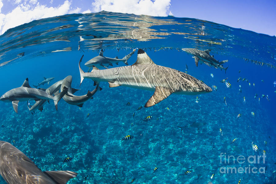 Blacktip reef sharks _Carcharhinus melanopterus_ Yap, Micronesia Photograph by Dave Fleetham