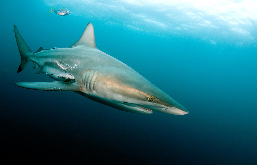 Blacktip shark  Carchahinus limbatus Photograph by Dray Van Beeck