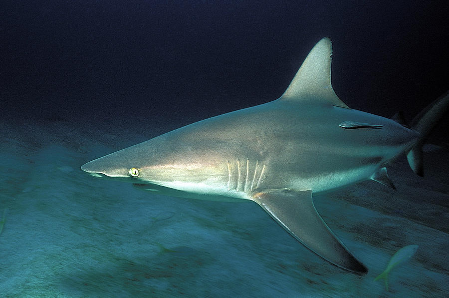 Blacktip Shark Photograph by Clay Coleman/science Photo Library