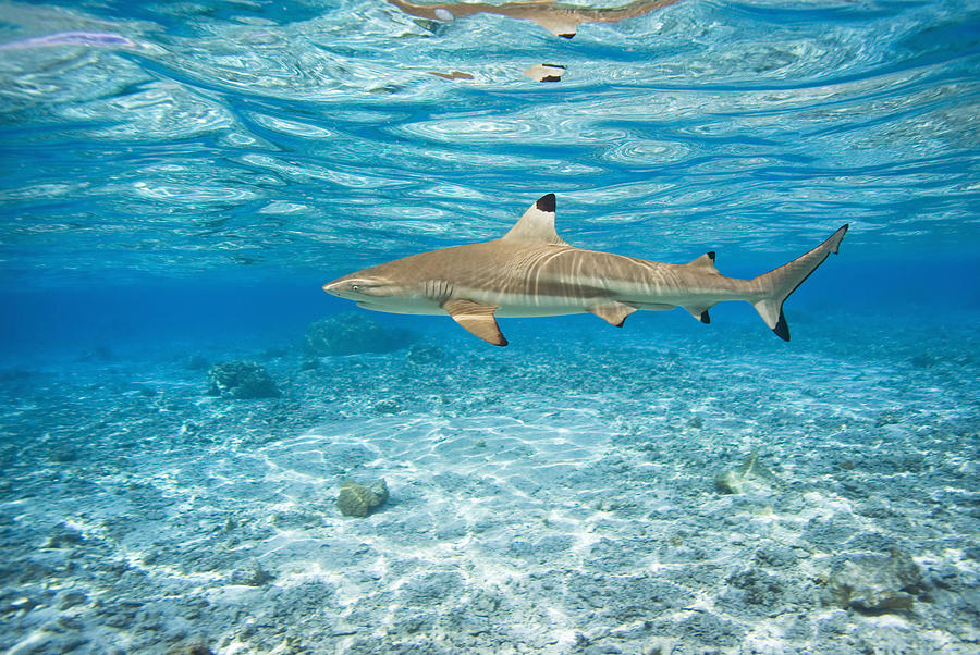 Blacktip Sharks Photograph by M Swiet Productions