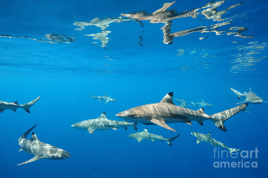 Blacktips Photograph by Aaron Whittemore
