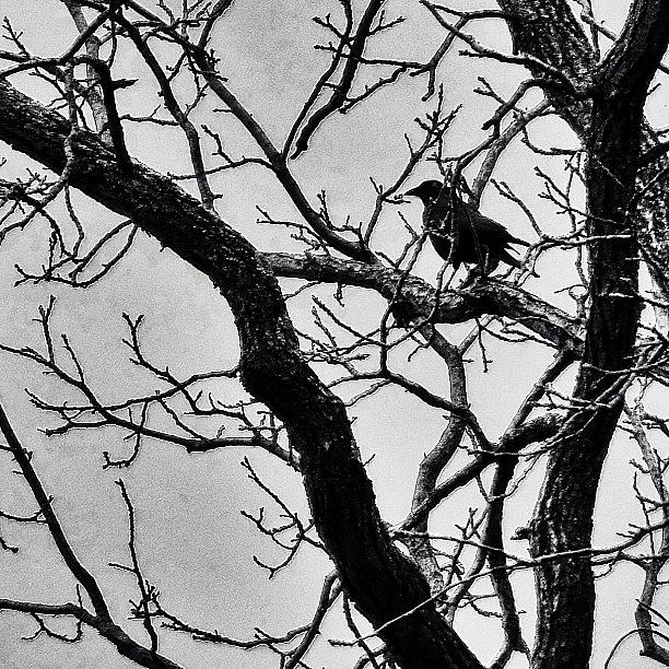 Crow Photograph - #black_white #blackandwhite #blackbird by Scott Brash