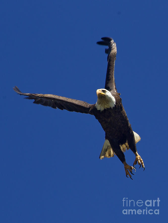Blad Eagle In Flight  #2701 Photograph by J L Woody Wooden