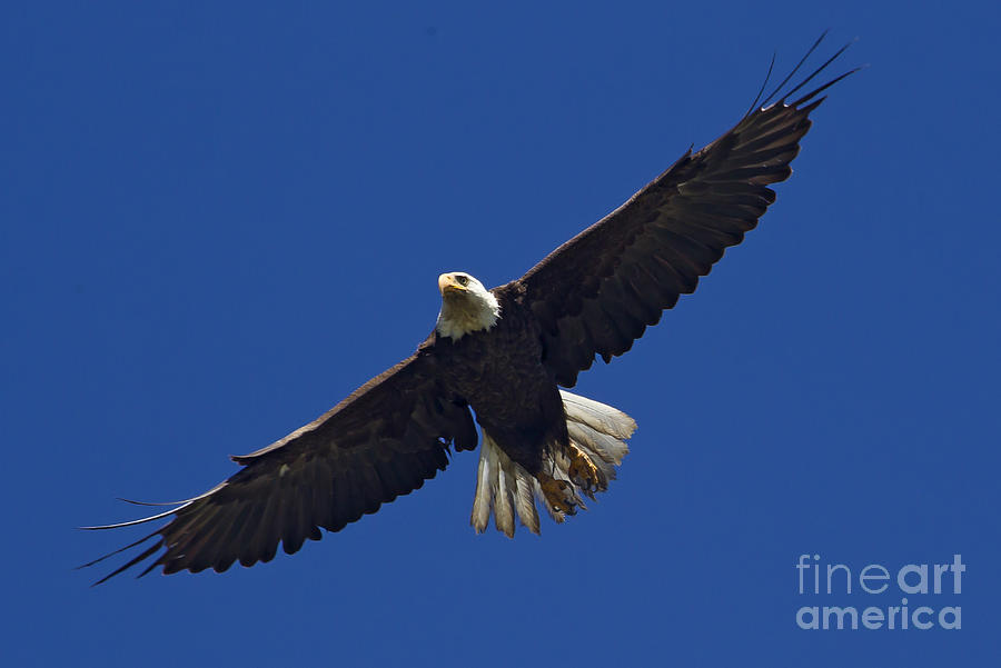 Blad Eagle In Flight  #2702 Photograph by J L Woody Wooden
