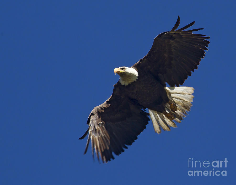Blad Eagle In Flight  #2705 Photograph by J L Woody Wooden